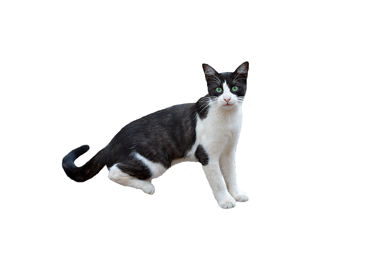 Home png, pet, cat, feline, little cat, bottomless, nature, mascot, animal, white color, isolated