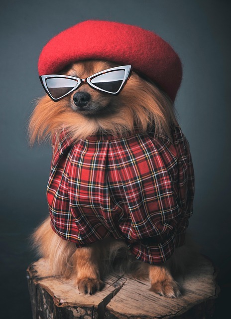Home dog, canine, clothes, cute, adorable, dressed-up, pet, fashion, stylish, puppy, animal, outfit, fashionable, attire